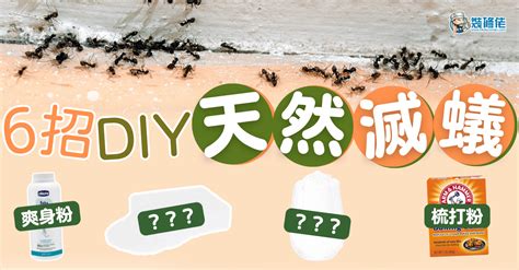 螞蟻竇|【滅蟻方法】屋企有蟻？教你2步輕鬆滅蟻＋防蟻方法！ 